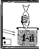 shab72.gif